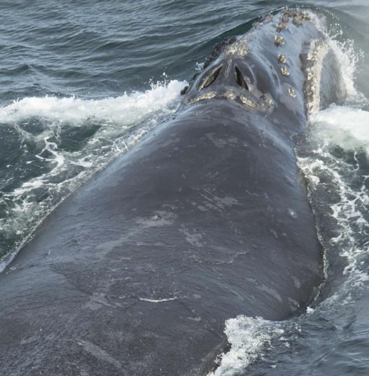 In this Aug. 6, 2017 photo provided by NOAA Fisheries a North Pacific right whale swims in the Bering Sea west of Bristol Bay. Jessica Crance, a research biologist with the National Oceanic and Atmospheric Administration, was able to use acoustic equipment to find and photograph two of the extremely endangered whales and obtain a biopsy sample from one. NOAA estimates only 30 to 50 eastern stock North Pacific right whales still remain.