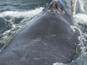 In this Aug. 6, 2017 photo provided by NOAA Fisheries a North Pacific right whale swims in the Bering Sea west of Bristol Bay. Jessica Crance, a research biologist with the National Oceanic and Atmospheric Administration, was able to use acoustic equipment to find and photograph two of the extremely endangered whales and obtain a biopsy sample from one. NOAA estimates only 30 to 50 eastern stock North Pacific right whales still remain.