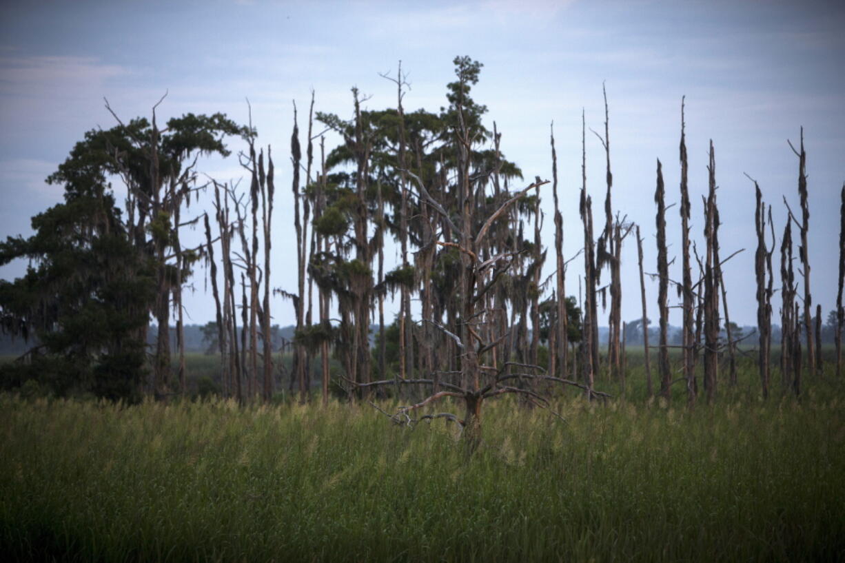 A “ghost forest” near the Savannah River in Port Wentworth, Ga. Rising sea levels are killing trees along vast swaths of the North American coast by inundating them in salt water. The dead trees in what used to be thriving freshwater coastal environments are called “ghost forests” by researchers. (AP Photo/Stephen B.