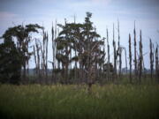 A “ghost forest” near the Savannah River in Port Wentworth, Ga. Rising sea levels are killing trees along vast swaths of the North American coast by inundating them in salt water. The dead trees in what used to be thriving freshwater coastal environments are called “ghost forests” by researchers. (AP Photo/Stephen B.