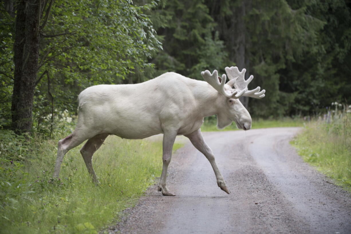 A rare white moose is spotted in Gunnarskog, Varmland province, Sweden. There are around 100 white moose in Sweden.