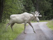 A rare white moose is spotted in Gunnarskog, Varmland province, Sweden. There are around 100 white moose in Sweden.