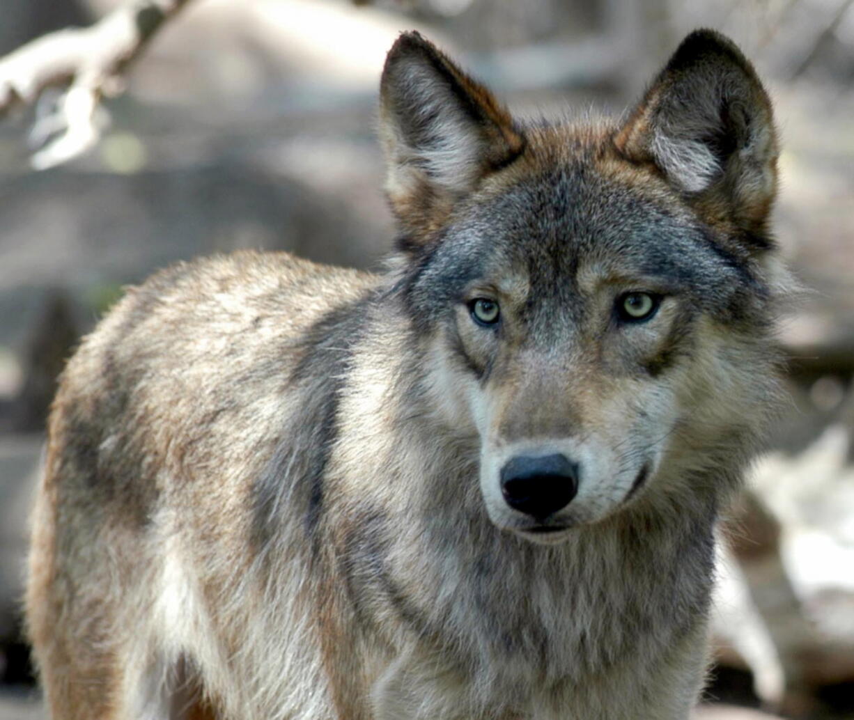 A gray wolf is seen at the Wildlife Science Center in Forest Lake, Minn.