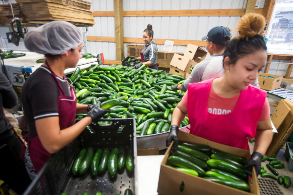 Employees of Imperial's Garden box cucumbers at the produce-maker's processing facility in Wapato on July 21.