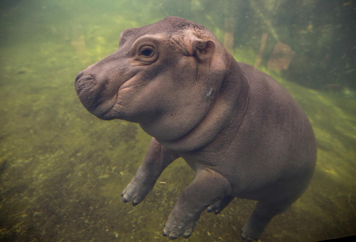 Fiona makes her debut to the media May 31 in Hippo Cove at the Cincinnati Zoo and Botanical Garden, in Cincinnati. The zoo says its popular baby hippo will star in an internet video series called “The Fiona Show” starting this week.