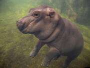 Fiona makes her debut to the media May 31 in Hippo Cove at the Cincinnati Zoo and Botanical Garden, in Cincinnati. The zoo says its popular baby hippo will star in an internet video series called “The Fiona Show” starting this week.