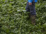 A thick blanket of invasive English Ivy and blackberry bushes cover the boots of Tom Dwyer at Fisher Creek in June 15.