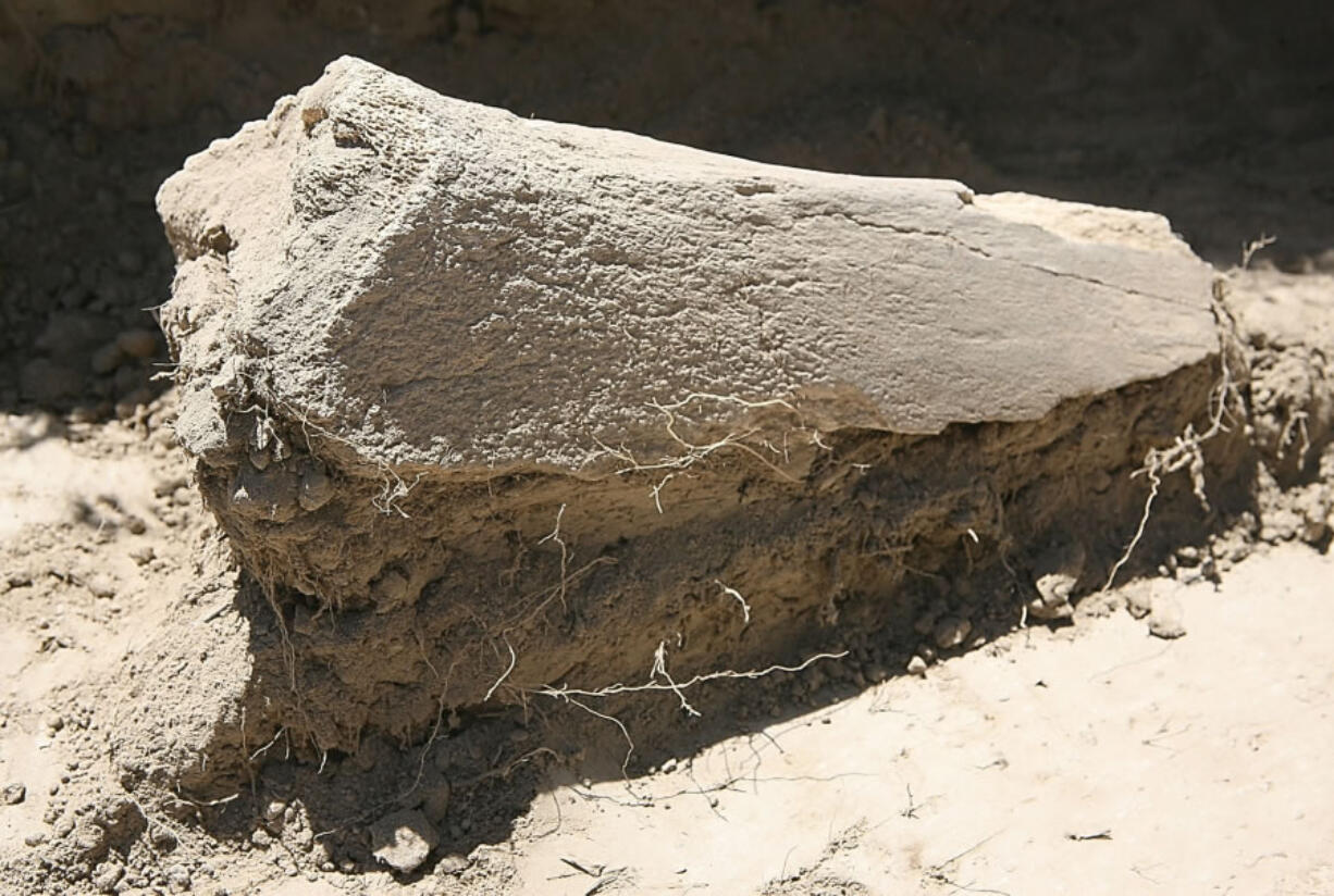 The sun shines on an ancient mammoth bone hidden from view by the ages. Students found the bone relatively fast at the dig site near Badger Canyon on May 17, 2008. Volunteers at the nearby Coyote Canyon Mammoth Site believe the creature whose bones were found on hillside near Kennewick was a male.