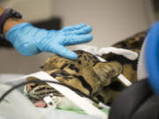 Dongwa, a clouded leopard at the Brookfield Zoo, is prepared for a CT scan at the zoo during a medical exam on July 26 in Brookfield, Ill.