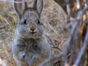 An endangered pygmy rabbit is seen in Eastern Washington during a 2007 reintroduction attempt which failed.