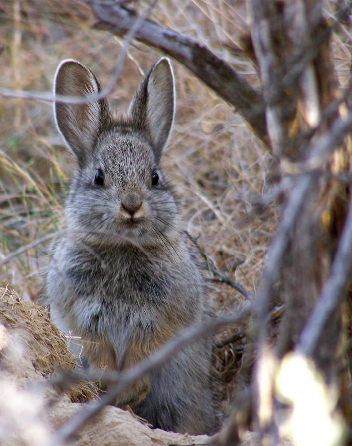 An endangered pygmy rabbit is seen in Eastern Washington during a 2007 reintroduction attempt which failed.