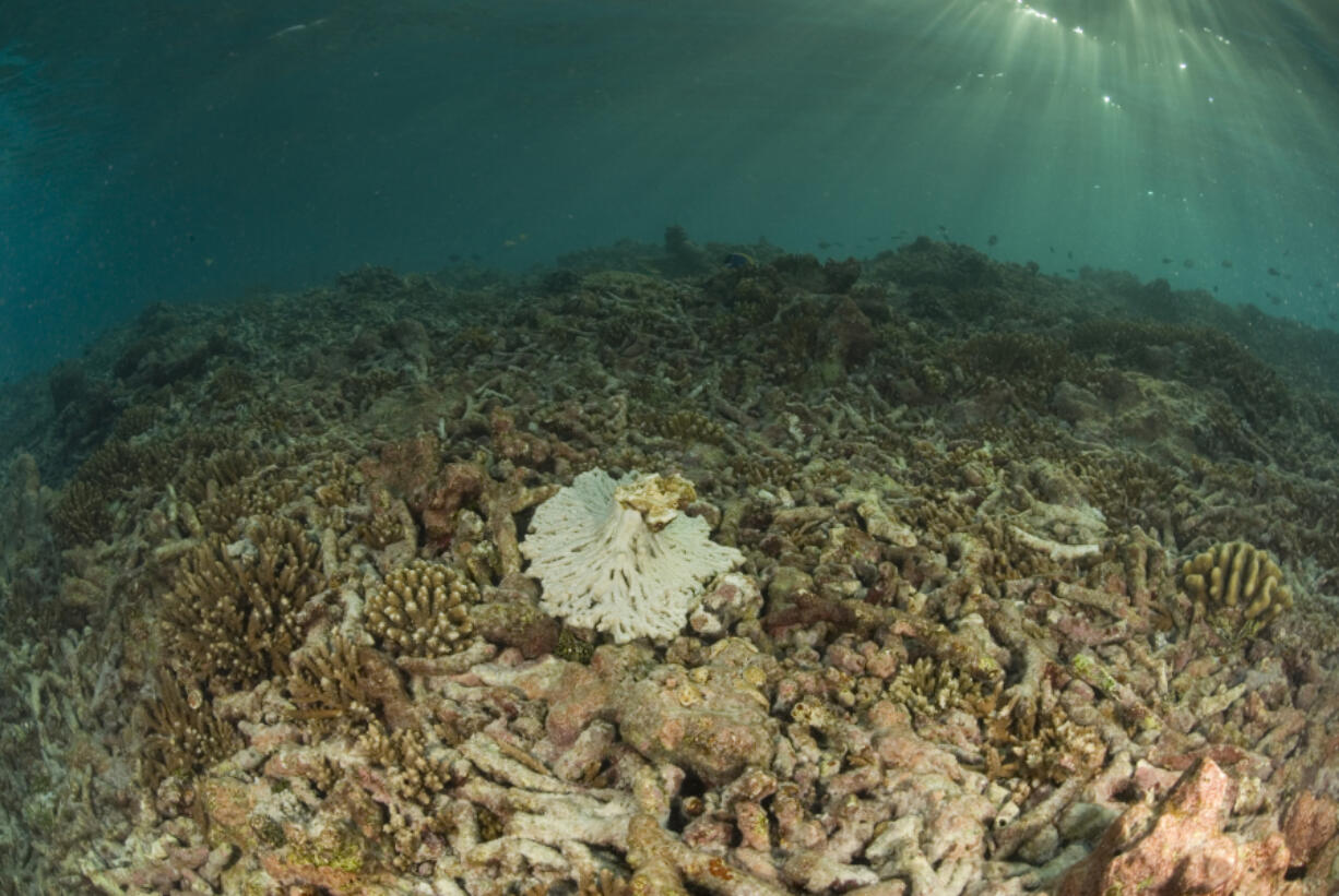 Rising sea temperatures, along with other factors, cause corals to bleach and die.