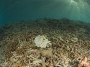 Rising sea temperatures, along with other factors, cause corals to bleach and die.