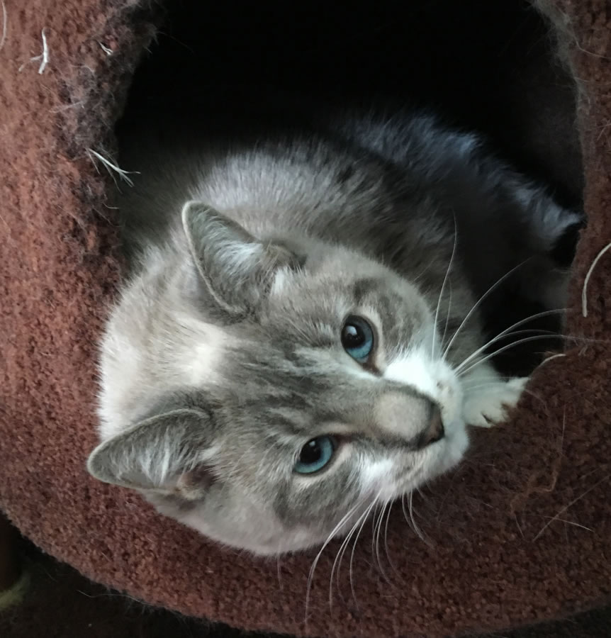 Those eyes! Teska prefers to hang out in a cat tree, but if approached gently the purring starts and she’s all in for pets. This 3-year-old beauty is a Siamese mix. These pets are among those available for adoption from 11 a.m. to 2 p.m. Monday through Saturday at West Columbia Gorge Humane Society, 2675 S. Index St., Washougal. Fees include spay/neuter, microchip, vaccinations and flea treatment. Call 360-335-0941 for the dog shelter, 360-835-3464 for the cat shelter, or adoptions@wcghs.org.