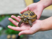 Tiny turtles can harbor salmonella and make people sick.