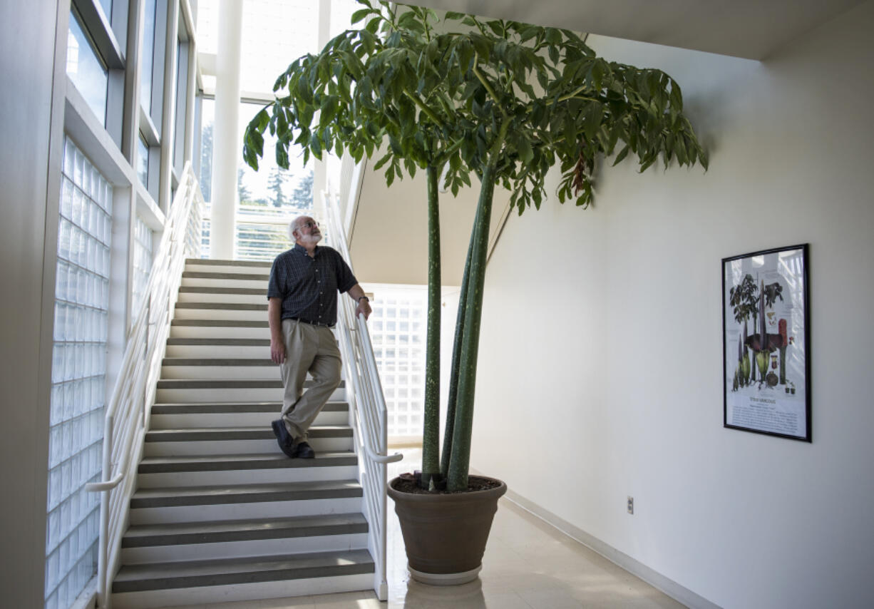 Associate Professor Steve Sylvester looks up at his Titan Arum plant, or “corpse flower”, at Washington State University Vancouver on Wednesday Aug. 30, 2017. A new sprout emerged on Aug. 21, the day of the eclipse, and Sylvester believes it may be a flower sprout.