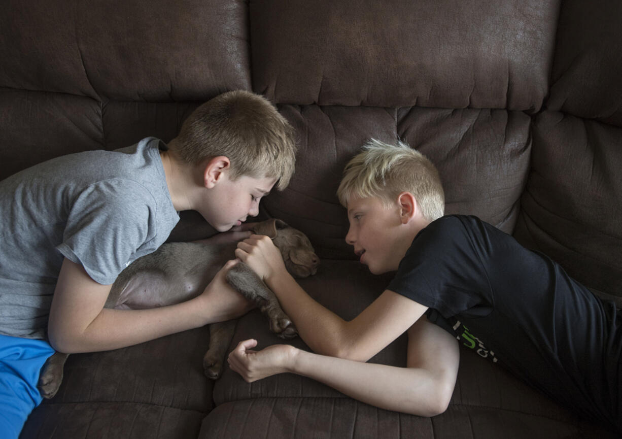 Tristin Fuller, left, and his twin brother, Justin, both 11, spend a few moments bonding with their 8-week-old puppy, Kona,at their La Center home Tuesday morning. The boys are among the 3,200 children who have been cared for in the NICU at Legacy Salmon Creek Medical Center since its opening in 2005.