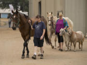 Liz Gebhard of Portland, left, walks with her horse, Leo, as Joee Andersen, cq, walks with her horse, Noah, left, as well as miniature horses Tashi, green halter, and Namaste, of Windy Ridge Farm after the horses were evacuated from Skamania County to the Clark County Fairgrounds on Wednesday morning, Sept. 6, 2017. Leo, Noah, Tashi and Namaste were four of 22 horses displaced from the farm.