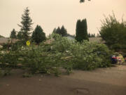 The aftermath after part of a tree at Sacajawea Elementary School fell Sept. 4. A low, thick tree branch split and fell from the tree, damaging three cars parked nearby.