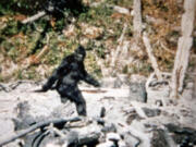 It’s fuzzy. It’s blurry. It’s weird and alarming. But the so-called Patterson-Gimlin film fragment from 1967, which purports to show Bigfoot ambling off into the Northern California woods, has never been debunked.