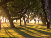 The Guild-Klady Centennial Farm in Woodland glows at sunset in the replanted orchard as members of Boy Scout Troop 531 take a stroll.