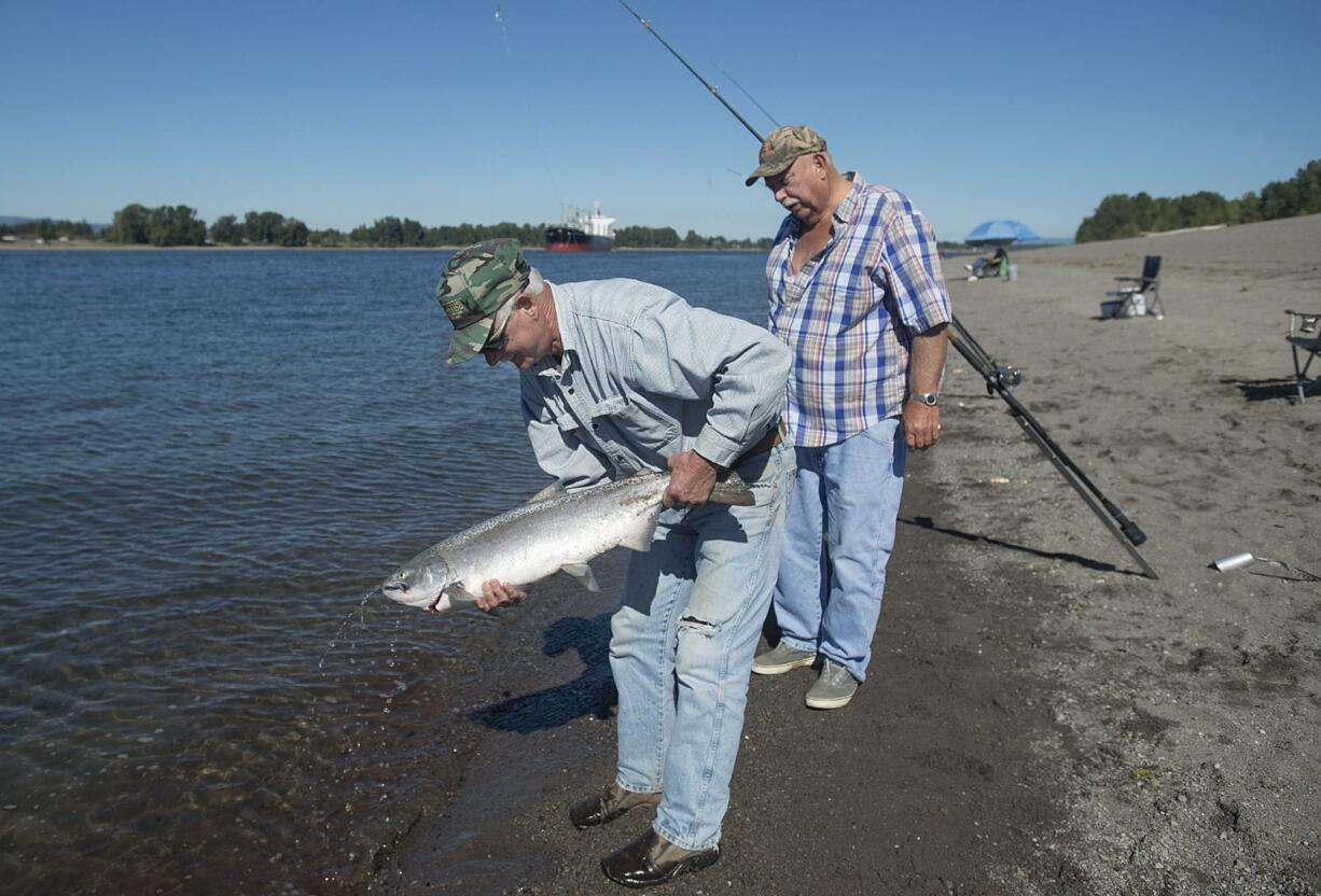 Butch Trunk of Vancouver, left, cleans the Chinook Salmon he caught while assisted by fellow fisherman Marlin Nelson of Hockinson at Frenchman's Bar Regional Park on Tuesday afternoon.