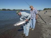 Butch Trunk of Vancouver, left, cleans the Chinook Salmon he caught while assisted by fellow fisherman Marlin Nelson of Hockinson at Frenchman's Bar Regional Park on Tuesday afternoon.