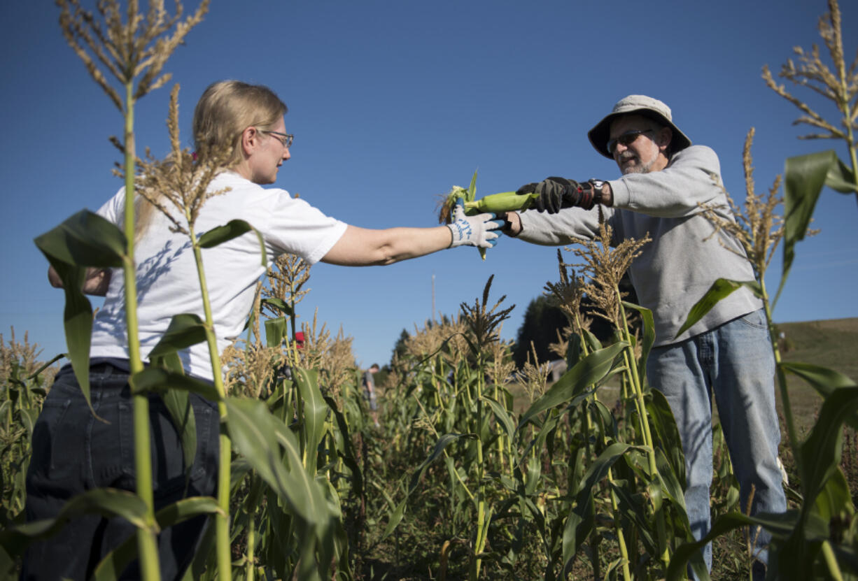 Cheryl Aichele of Vancouver and Bob Cather of Hazel Dell pick corn during the second event for Vancouver’s new VolunTOUR program at the 78th Street Heritage Farm in Hazel Dell. Volunteers are encouraged to help at a series of events in different locations.