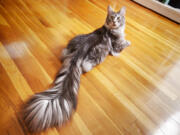 This undated photo provided by Guinness World Records 2018 shows Cygnus, a Silver Maine Coon cat, of Ferndale, Mich. Cygnus is the record holder for the longest tail on a domestic cat (living) at 44.66 cm (17.58 inches).