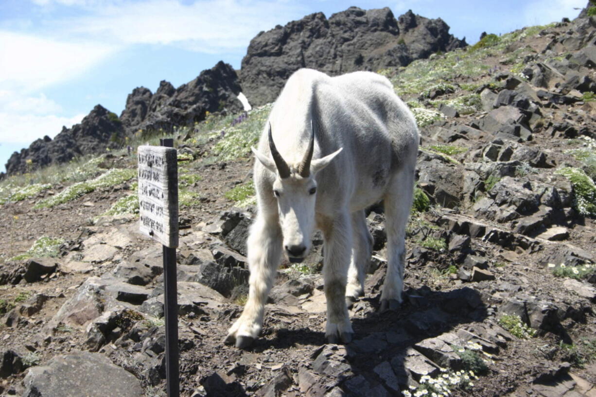 One of the mountain goats in Olympic National Park faces a photographer on the Switchback Trail in the Klahhane-Hurricane Ridge-Switchback Trail area near Port Angeles, Wash.