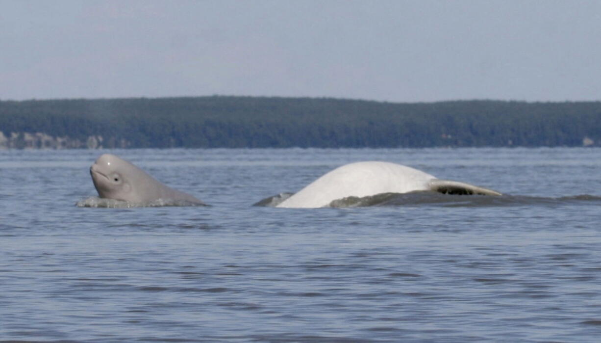 A Cook Inlet beluga whale calf, left, and an adult breach in 2009 near Anchorage, Alaska. The state of Alaska and research partners will use grants of more than $1.3 million for three years of studies on why Cook Inlet beluga whales have not recovered.