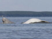 A Cook Inlet beluga whale calf, left, and an adult breach in 2009 near Anchorage, Alaska. The state of Alaska and research partners will use grants of more than $1.3 million for three years of studies on why Cook Inlet beluga whales have not recovered.