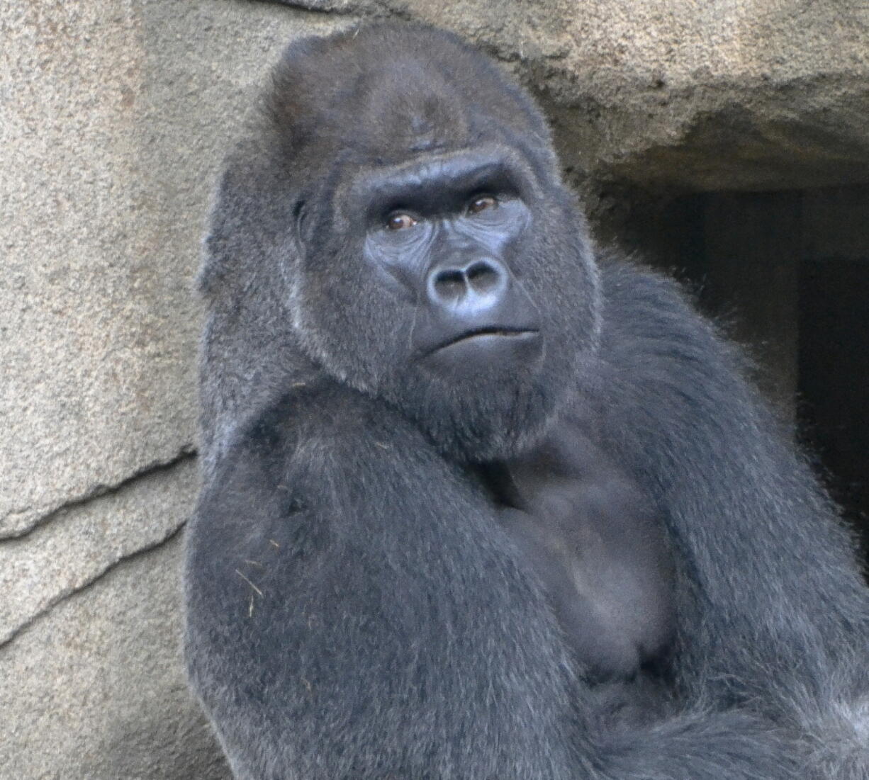 A photo provided by The Cincinatti Zoo shows a 29-year-old western lowland silverback gorilla named Mshindi, who was recently added to the exhibit from the Louisville Zoo. Mshindi is the first gorilla to be added to the exhibit since the 2016 death of Harambe who was killed after a boy climbed into his enclosure.