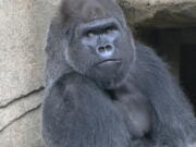 A photo provided by The Cincinatti Zoo shows a 29-year-old western lowland silverback gorilla named Mshindi, who was recently added to the exhibit from the Louisville Zoo. Mshindi is the first gorilla to be added to the exhibit since the 2016 death of Harambe who was killed after a boy climbed into his enclosure.