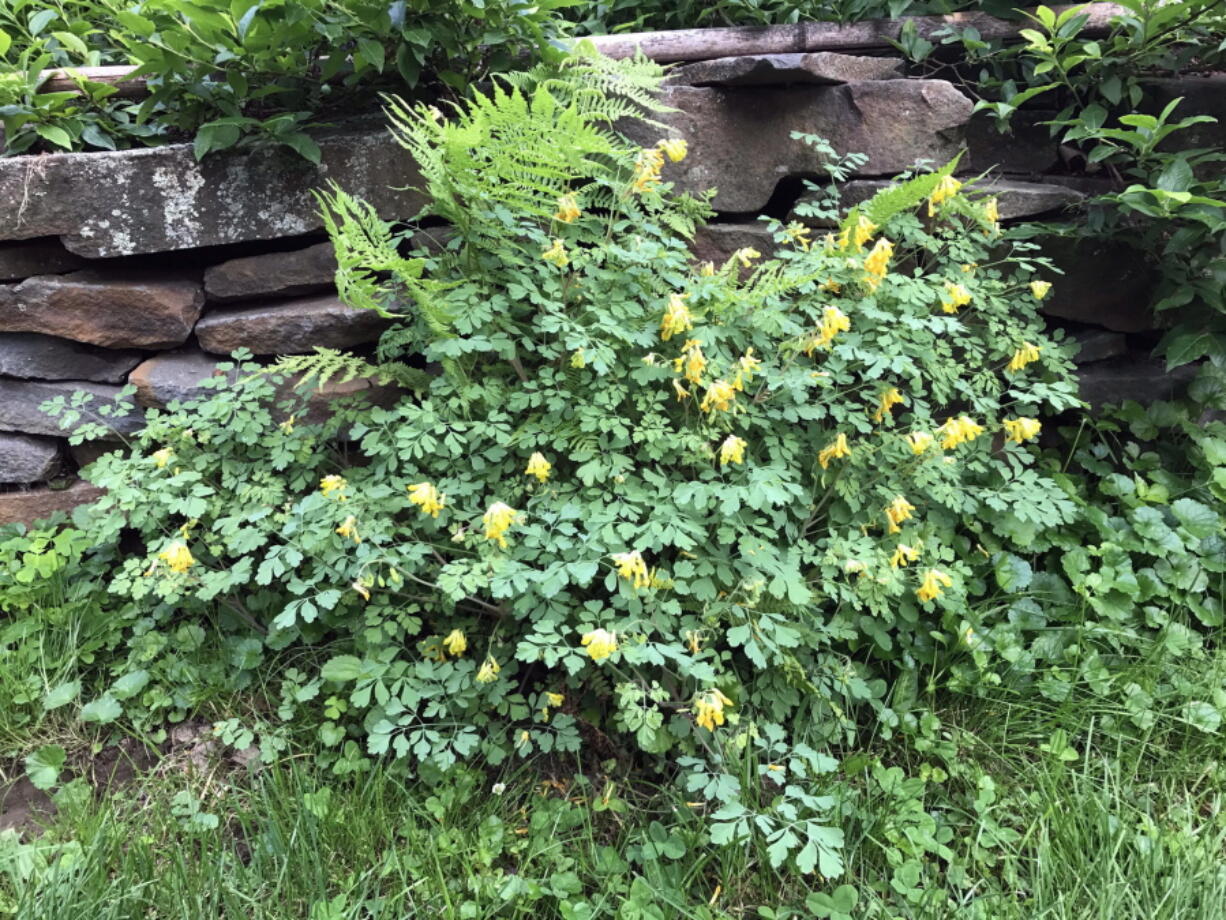 Corydalis, pretty all season long, found its own place and dresses up this stone wall.