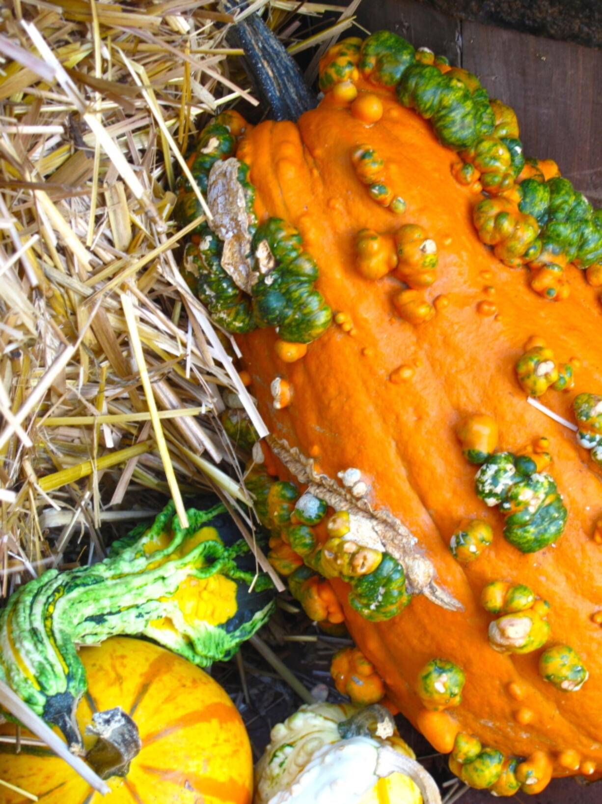 This Sept. 26, 2010 photo shows hard-shelled squash varieties in a Halloween display near Stockbridge, Mass. Be careful when harvesting winter squash. These hard-shelled vegetables are fragile and can be easily damaged.