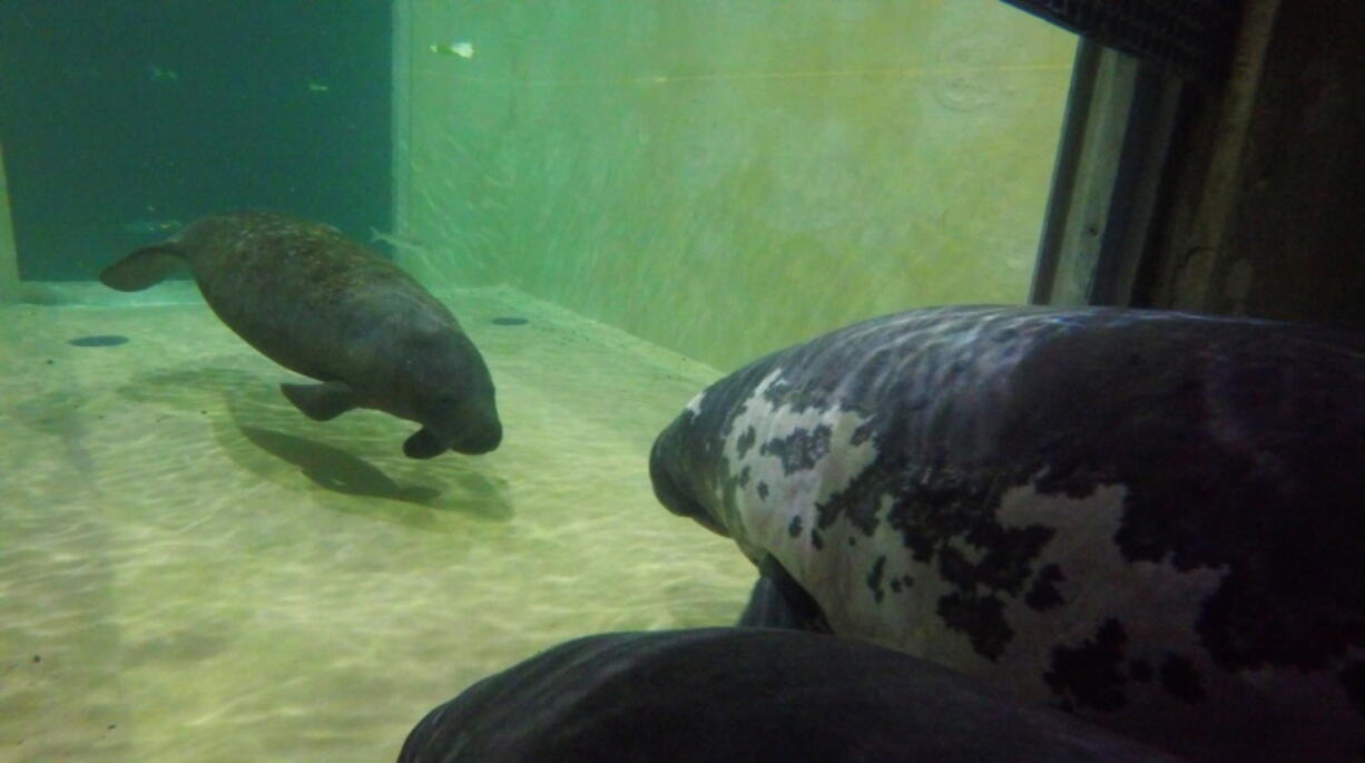 This photo provided by the Columbus Zoo and Aquarium shows Stubby, right, greets Agua, the new 18-month-old female manatee that arrived at the Columbus Zoo and Aquarium. Columbus Zoo officials say Agua arrived Friday, Sept. 29, 2017, from Tampa’s Lowery Park Zoo. She had been in Tampa since June 2016 after her mother was struck by a boat.