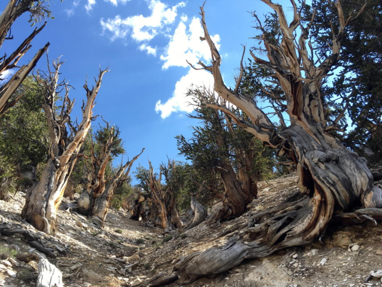 This July 11, 2017, photo shows gnarled, bristlecone pine trees in the White Mountains in east of Bishop, Calif. Limber pine is beginning to colonize areas of the Great Basin once dominated by bristlecones. The bristlecone pine, a wind-beaten tree famous for its gnarly limbs and having the longest lifespan on Earth, is losing a race to the top of mountains throughout the Western United States, putting future generations in peril, researchers said Wednesday, Sept. 13.