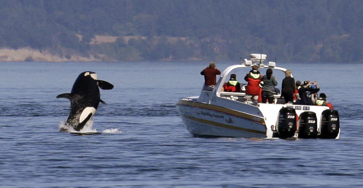 An orca leaps out of the water in 2015 near a whale watching boat in the Salish Sea near the San Juan Islands. Ships passing the narrow busy channel off the San Juan Islands are slowing down this summer as part of an experiment to protect the small endangered population of southern resident killer whales.