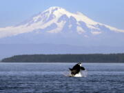 An orca breaches in 2015 in view of Mount Baker, some 60 miles distant, in the Salish Sea in the San Juan Islands. Ships passing the narrow busy channel off Washington’s San Juan Islands are slowing down this summer as part of an experiment to protect the small endangered population of southern resident killer whales.