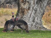 Wild tom turkeys stand in a yard off of Northwest Elder Street in Pilot Rock, Ore. E.J.