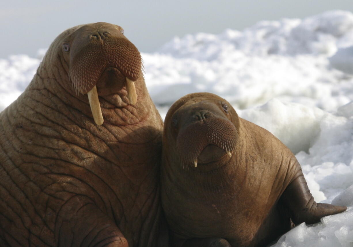 A walrus cow and her calf sit on the ice in Alaska. U.S.