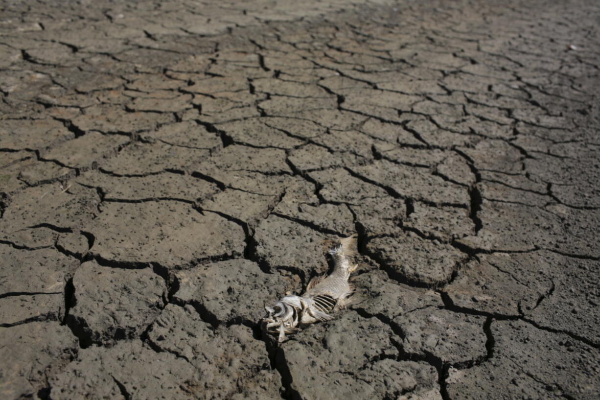 A fish carcass lies on the baked, cracked earth that surrounds a slither of water of the Pego do Altar reservoir by the village of Santa Susana, southern Portugal. A drought is tightening its grip on wide areas of Portugal. More than 80 percent of the country is officially classified as enduring “severe” or “extreme” drought conditions that are among the worst in more than 20 years.