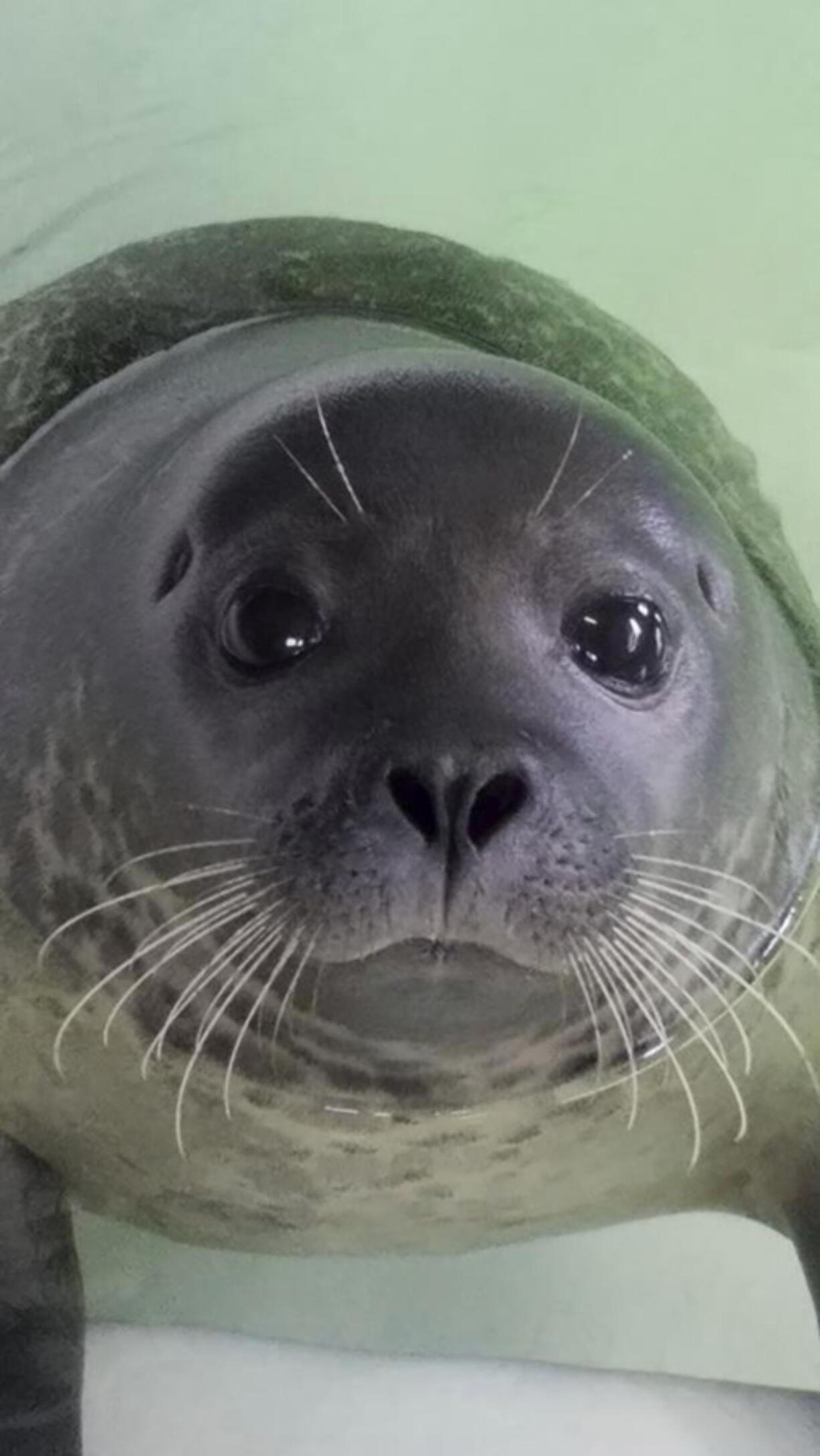 A photo provided by the Marine Mammal Stranding Center shows a harbor seal whose rear flipper had to be amputated after being struck by a boat. The seal has recovered at New Jersey’s Marine Mammal Stranding Center in Brigantine, N.J., and is headed to an upstate New York aquarium. The center has been caring for the seal since it was found wounded on a beach in Barnegat Light on Long Beach Island earlier this year.