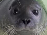 A photo provided by the Marine Mammal Stranding Center shows a harbor seal whose rear flipper had to be amputated after being struck by a boat. The seal has recovered at New Jersey’s Marine Mammal Stranding Center in Brigantine, N.J., and is headed to an upstate New York aquarium. The center has been caring for the seal since it was found wounded on a beach in Barnegat Light on Long Beach Island earlier this year.