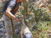 Ky Zimmerman and his labrador Tobias search for nests of Argentine ants on Santa Cruz Island off the coast of Southern California. The dog is wearing a mask to protect from foxtails, a grass seed that can get into his eyes, nose or mouth.