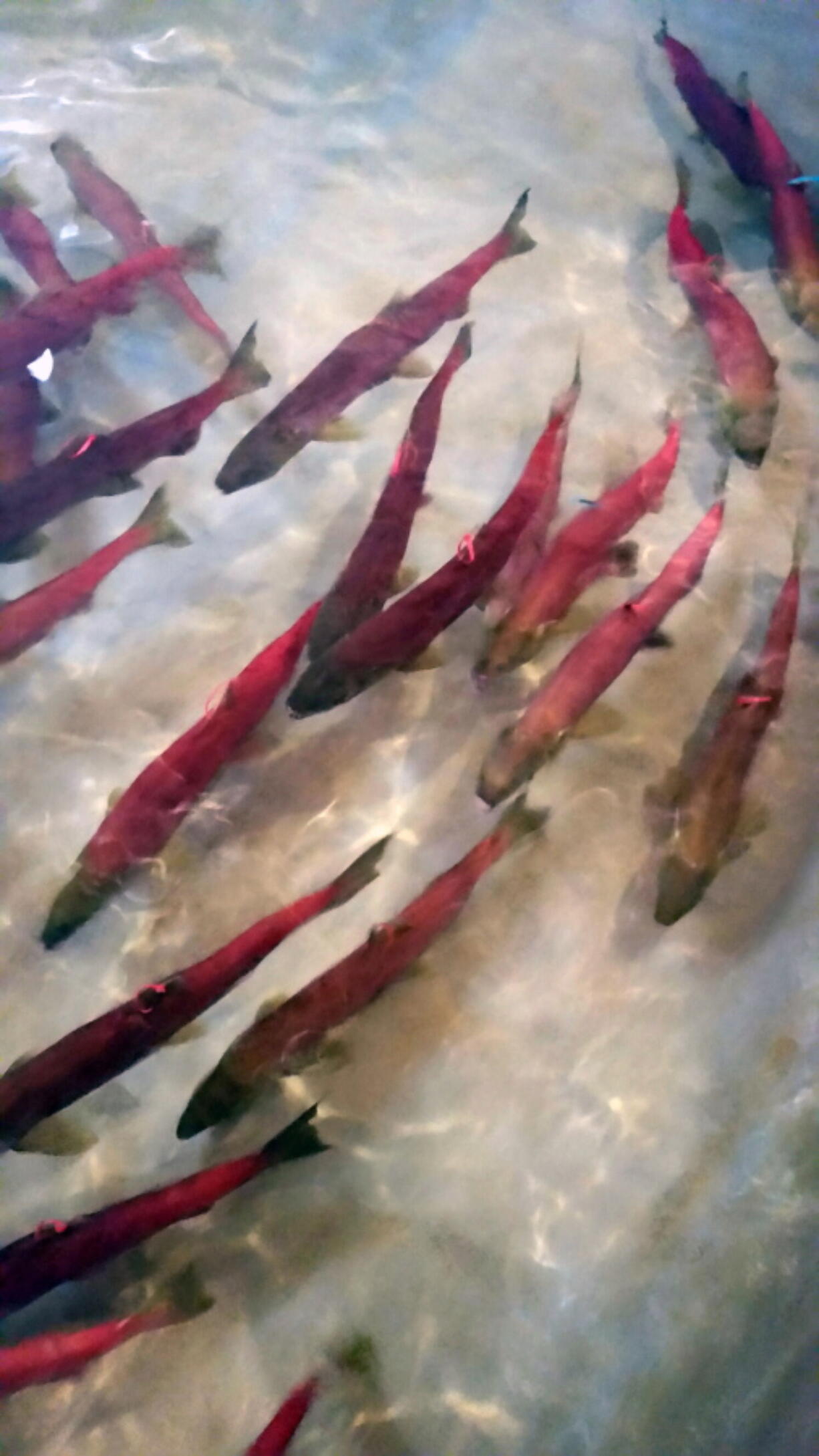 Snake River sockeye salmon that returned from the Pacific Ocean to Idaho over the summer swim in a holding tank Tuesday at the Eagle Fish Hatchery in southwestern Idaho. The number of the endangered fish that made it back this year is the second worst in the last decade but there are enough hatchery-raised fish to make up for the bad return.