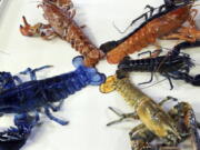 A rare yellow lobster, lower right, is displayed Thursday at the New England Aquarium in Boston with their collection of other oddly colored crustaceans. The lobster, donated by a Salem seafood company, will be put on exhibit for about a month after it undergoes quarantine.