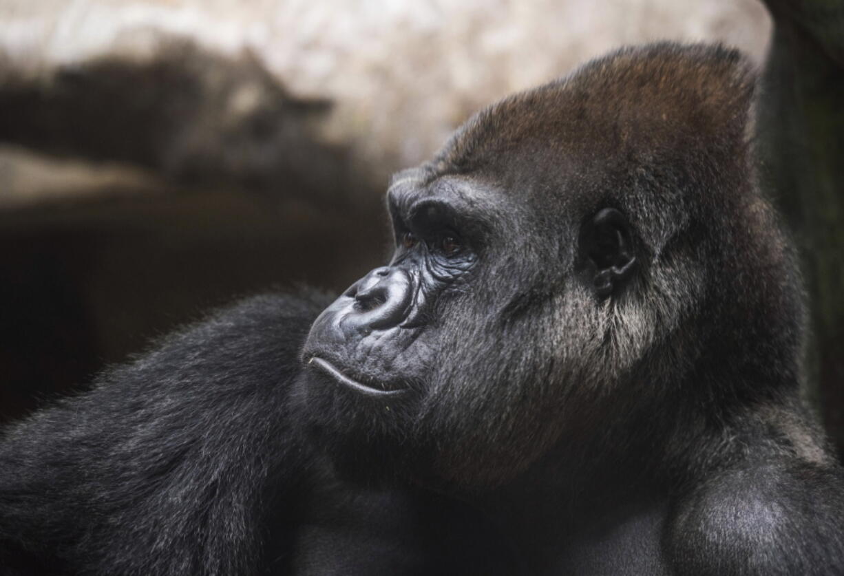 A male silverback gorilla named Mokolo in the Primate, Cat & Aquatics sections of the Cleveland Metroparks Zoo in Cleveland. Cleveland Metroparks Zoo received a female gorilla named Fredrika from Florida’s Zoo Miami and a female gorilla named Kebi Moya from the Columbus Zoo and Aquarium in Powell, Ohio, selected to join Mokolo, in the hope of creating a new troop.