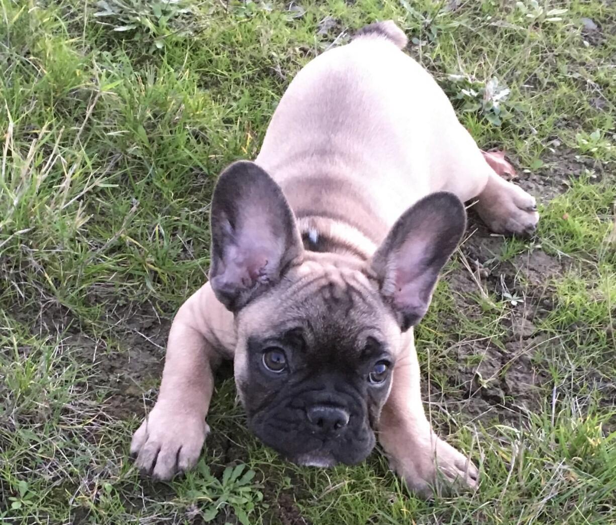 Clark County Sheriff's deputies recovered this abducted French bulldog puppy Monday, after it was stolen during a sale Oct. 20. The dog is back with its owners.